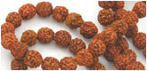 Rudraksha