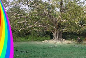 Peepal