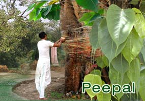 Peepal Leaves