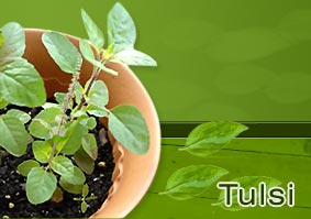 Tulsi Plant